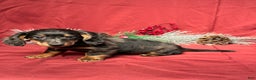 Miniature Dachshund dogs for sale: Easton - Ad 3