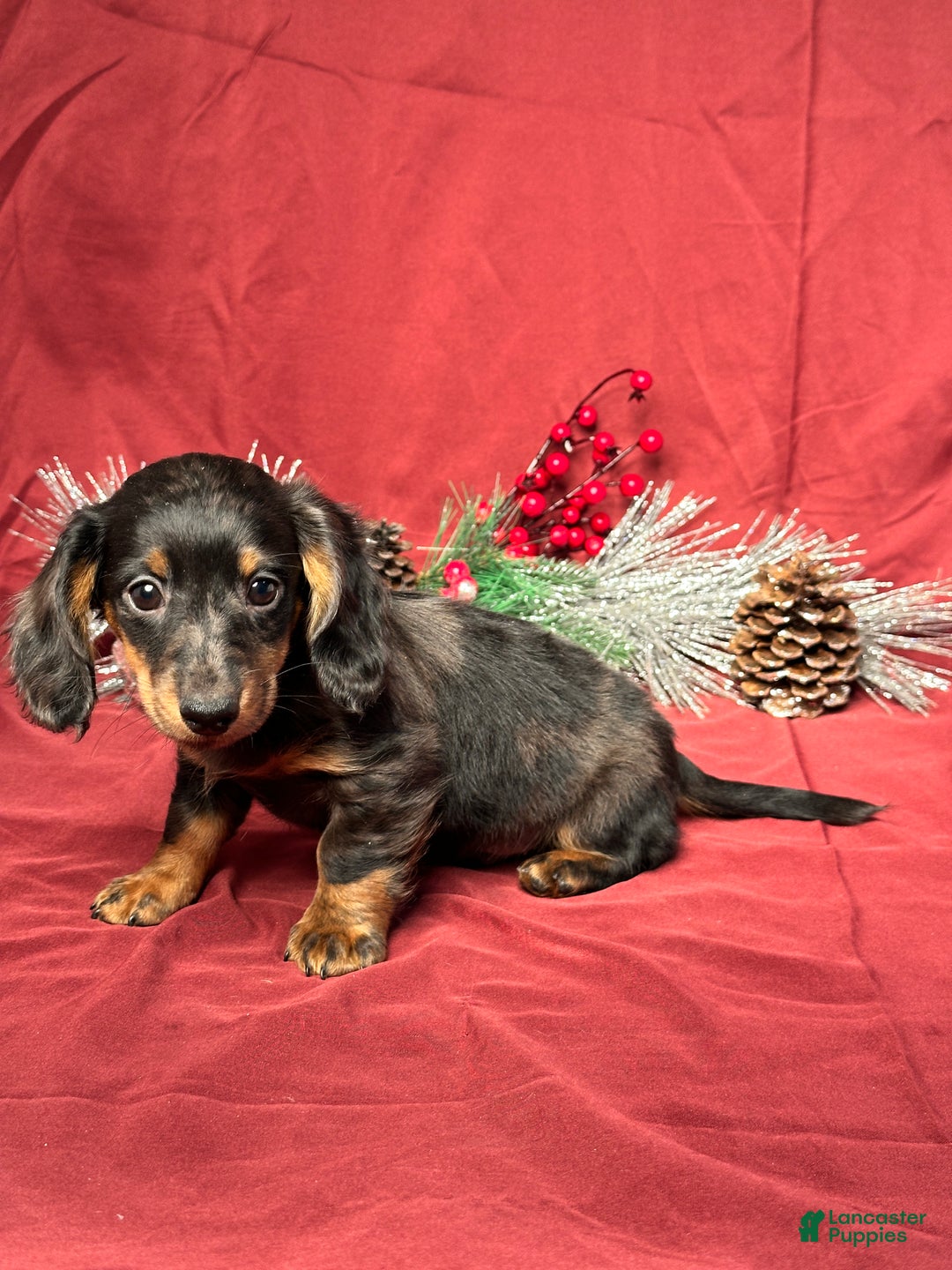 Miniature Dachshund dogs for sale: Easton - Ad 3