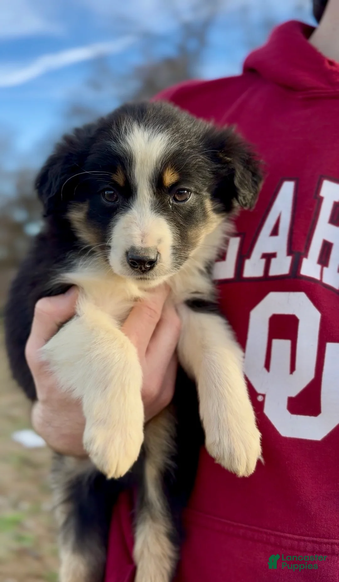 Miniature Australian Shepherd dogs for sale: Bennett - Ad 4