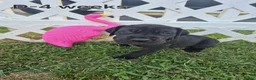 Great Dane dogs for sale: Diva Denise - Ad 12