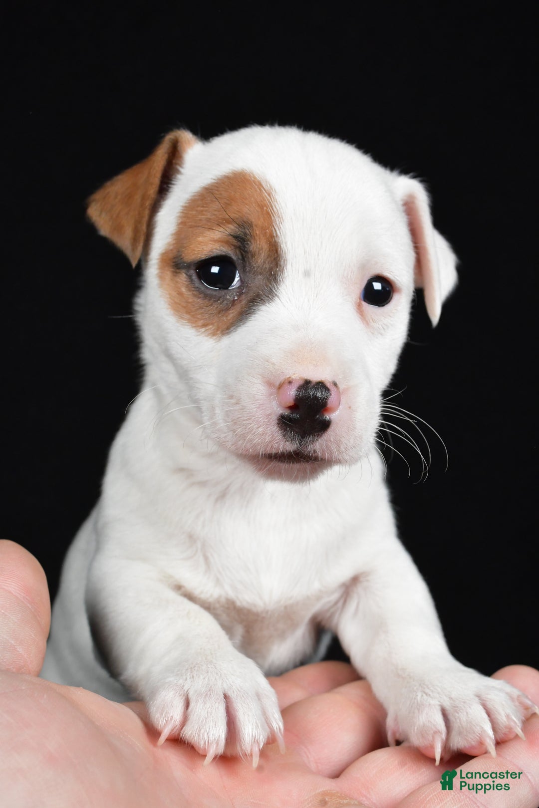 Jack Russell Terrier dogs for sale: Spots - Ad 3