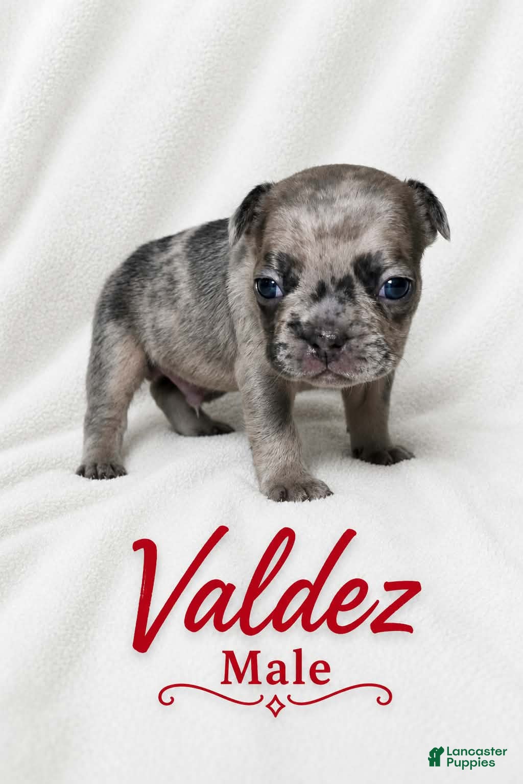 French Bulldog dogs Valdez  - Ad 2