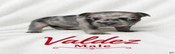 French Bulldog dogs for sale: Valdez  - Ad 2