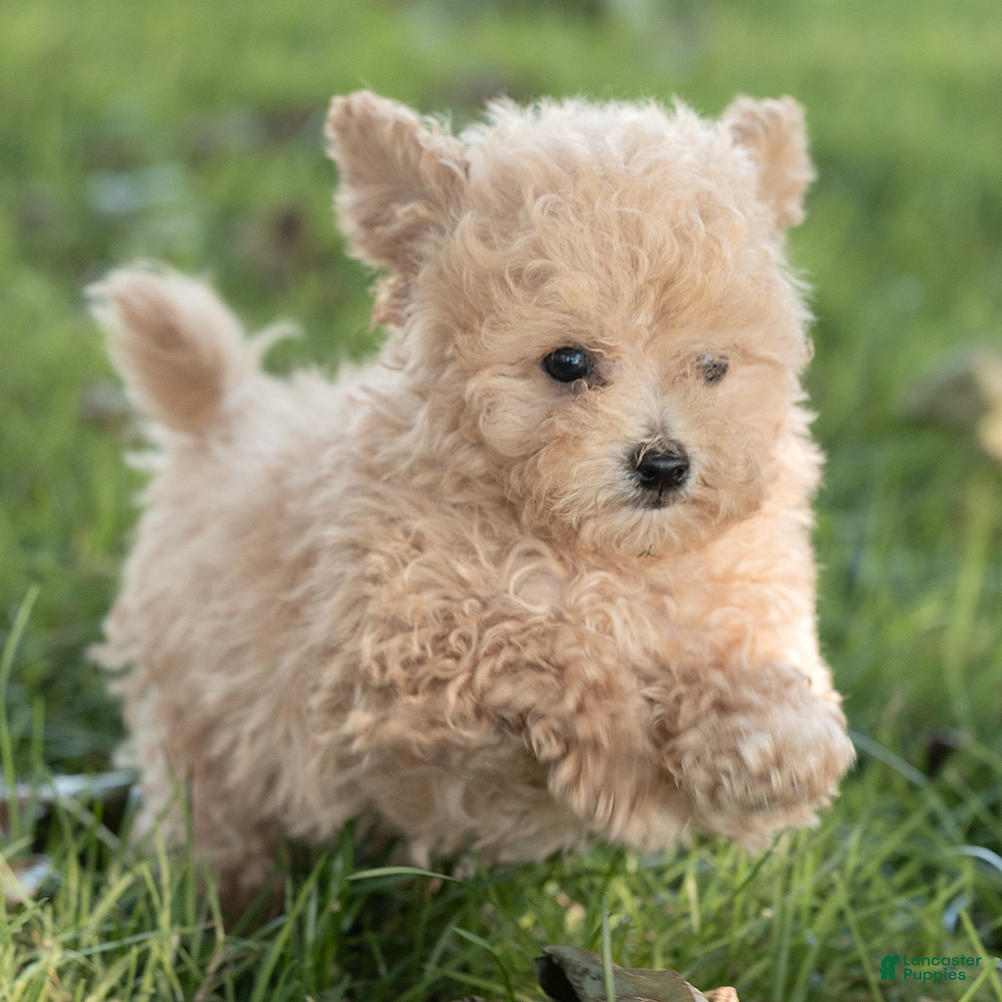 Maltipoo dogs Winston Maltipoo  - Ad 1
