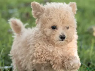 Maltipoo dogs Winston Maltipoo - Ad 1
