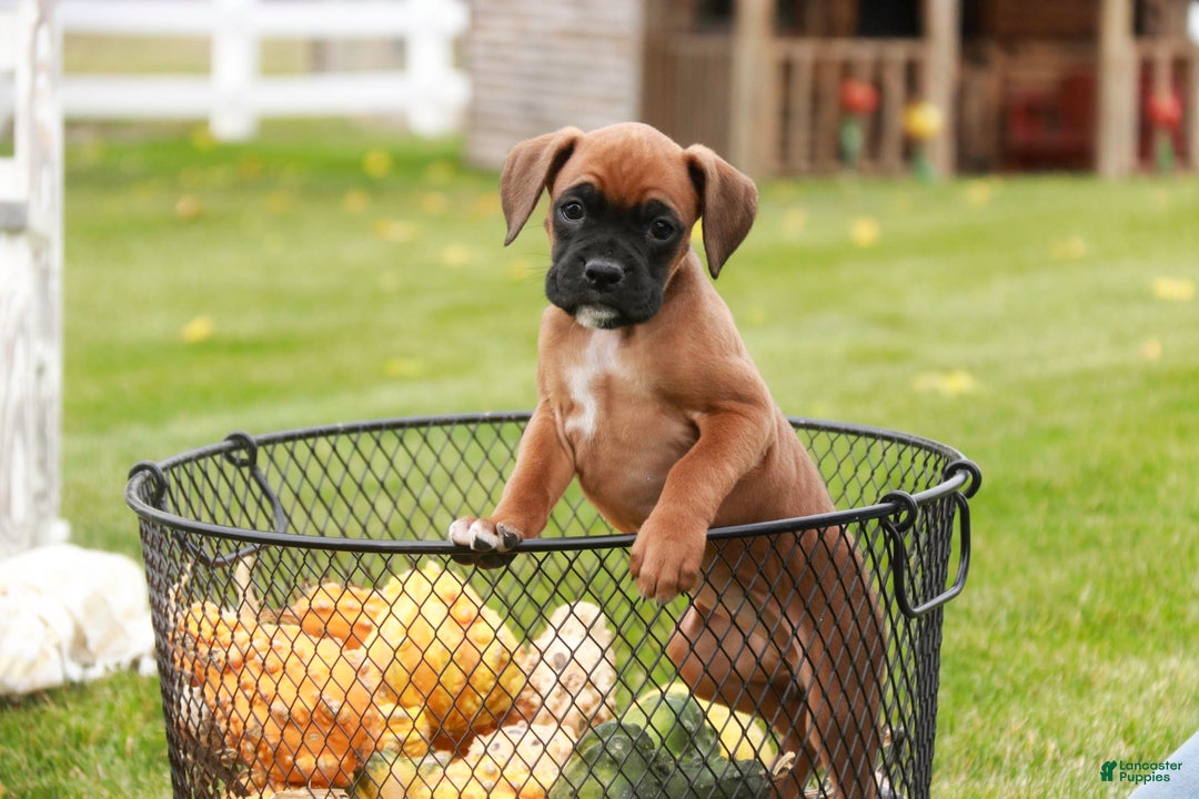 Boxer dogs for sale: Scarlet - Ad 2