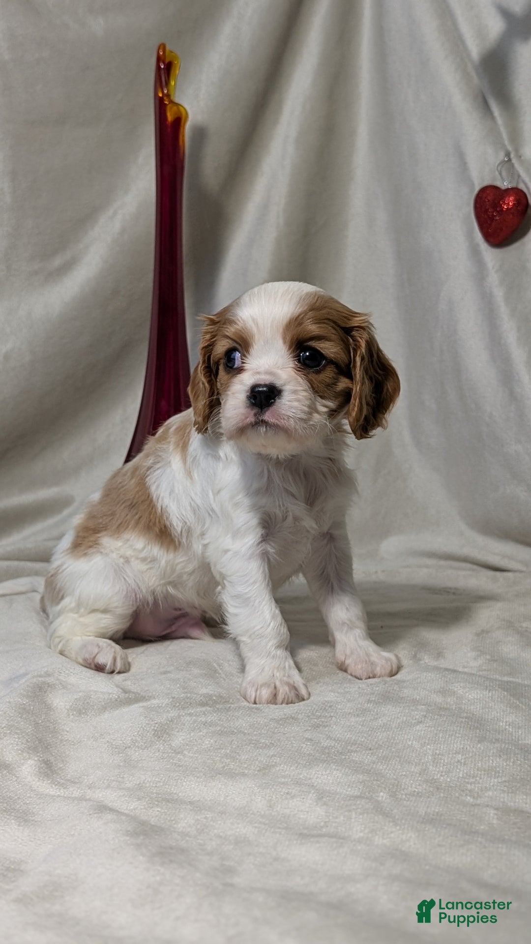 Cavalier King Charles Spaniel dogs for sale: Rover - Ad 4