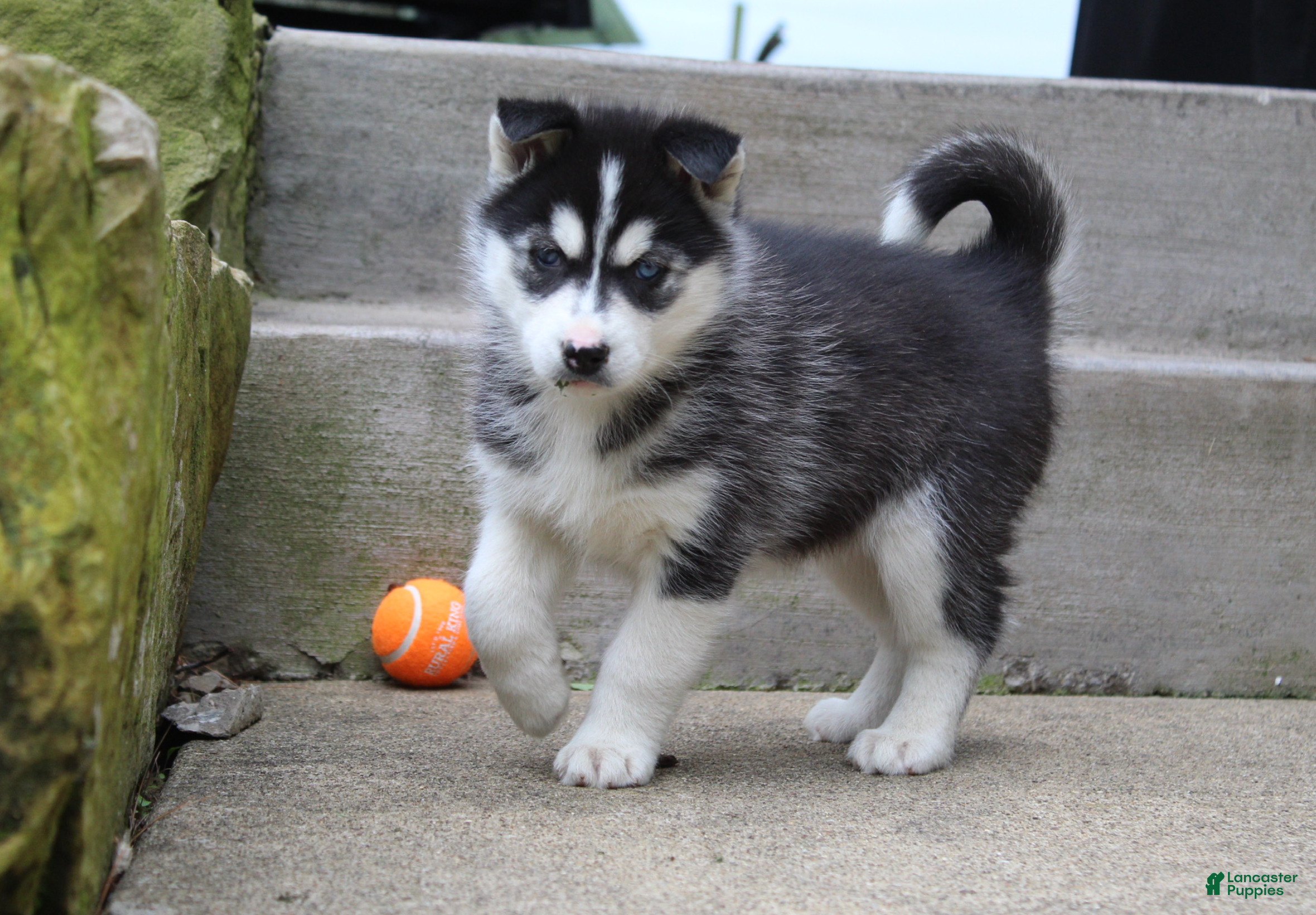 Siberian Husky dogs Suki - Ad 1