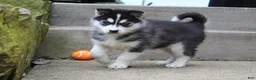 Siberian Husky dogs for sale: Suki - Ad 1