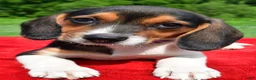 Beagle dogs for sale: Hannah - Ad 4