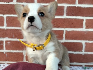 Welsh Corgi Pembroke dogs Muffin - Ad 23