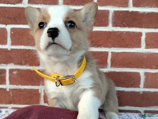 Welsh Corgi Pembroke dogs Muffin - Ad 13