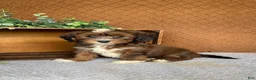 Havanese dogs for sale: Lisa  - Ad 2
