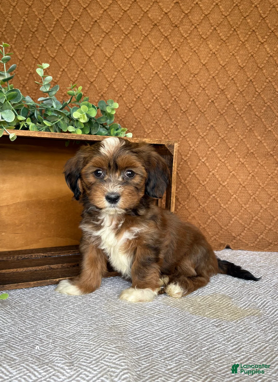 Havanese dogs for sale: Lisa  - Ad 2