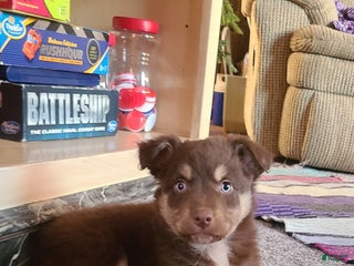 Aussiedoodle dogs Aussiedoodle Puppy 3 - Ad 24