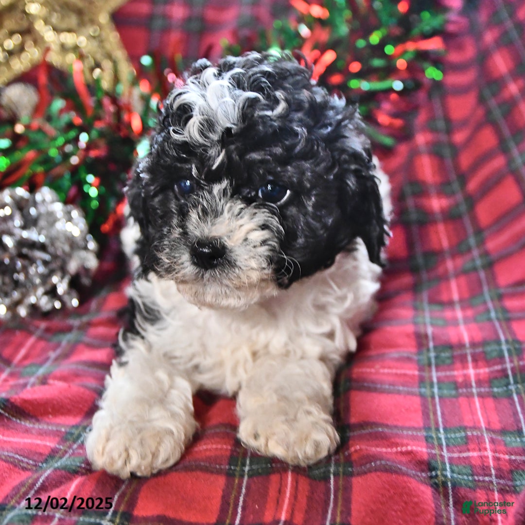 Miniature Poodle dogs for sale: Bridget - Ad 1