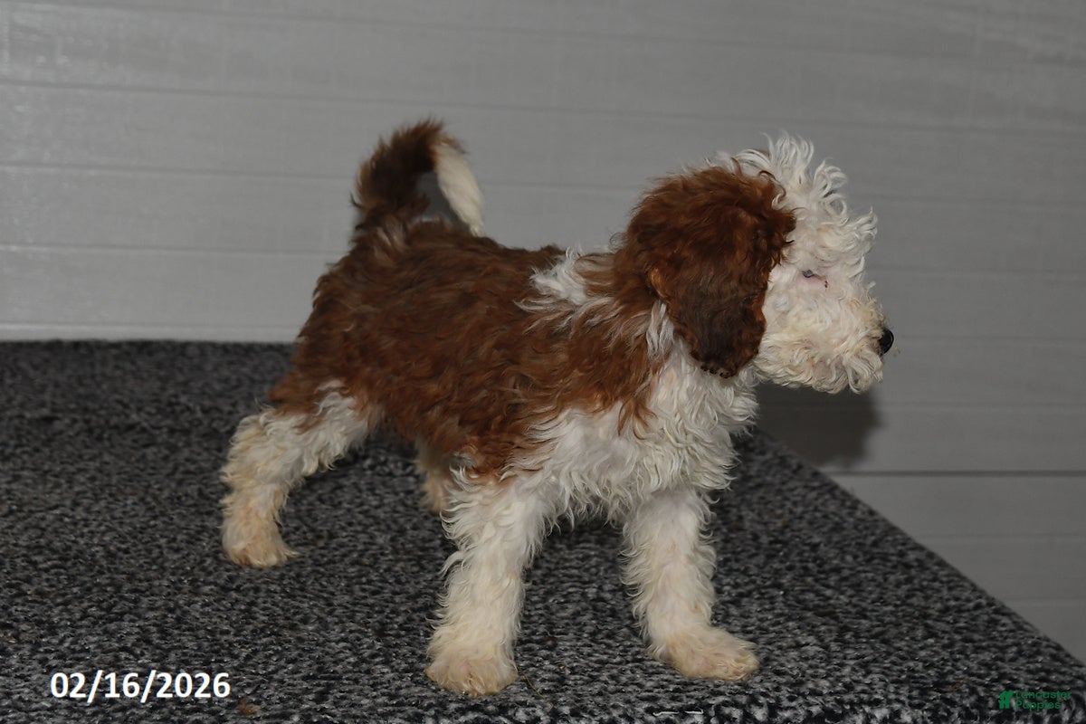 Mini Sheepadoodle dogs Leo - Ad 2