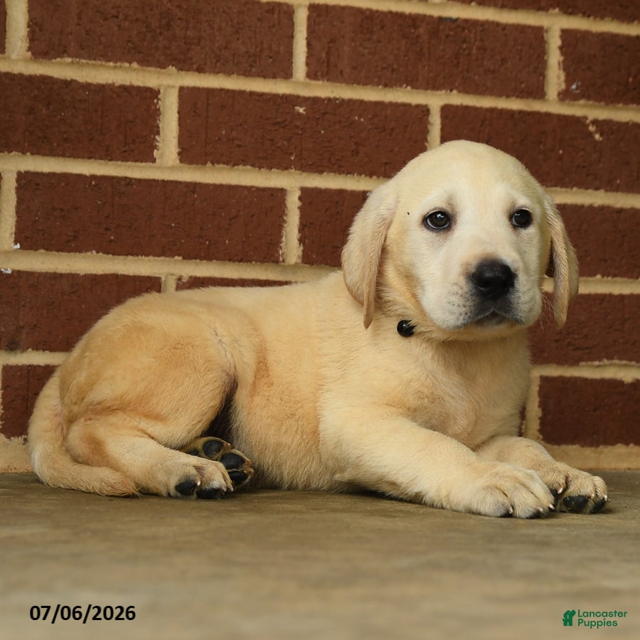 Labrador Retriever dogs Bear - Ad 2