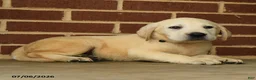 Labrador Retriever dogs for sale: Bear - Ad 2