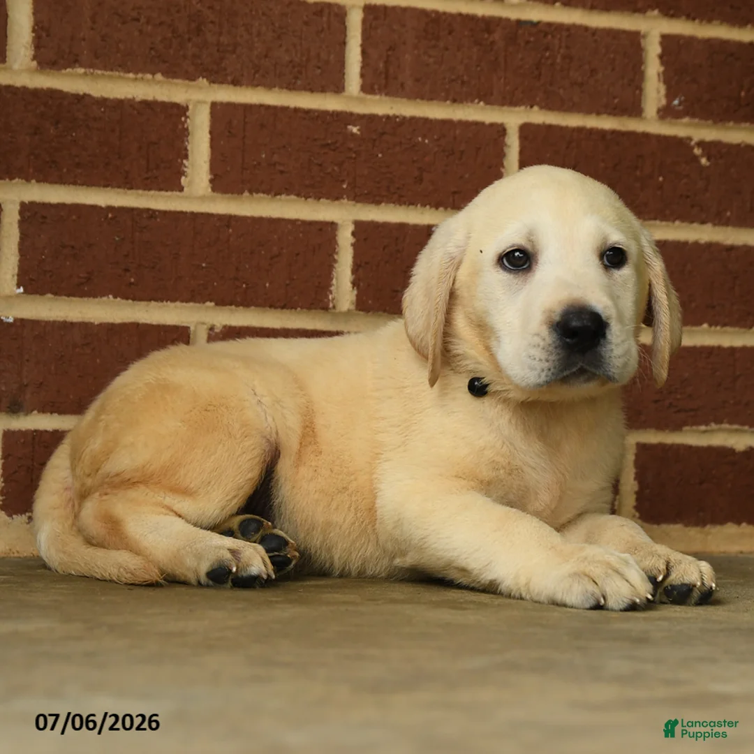 Labrador Retriever dogs for sale: Bear - Ad 2