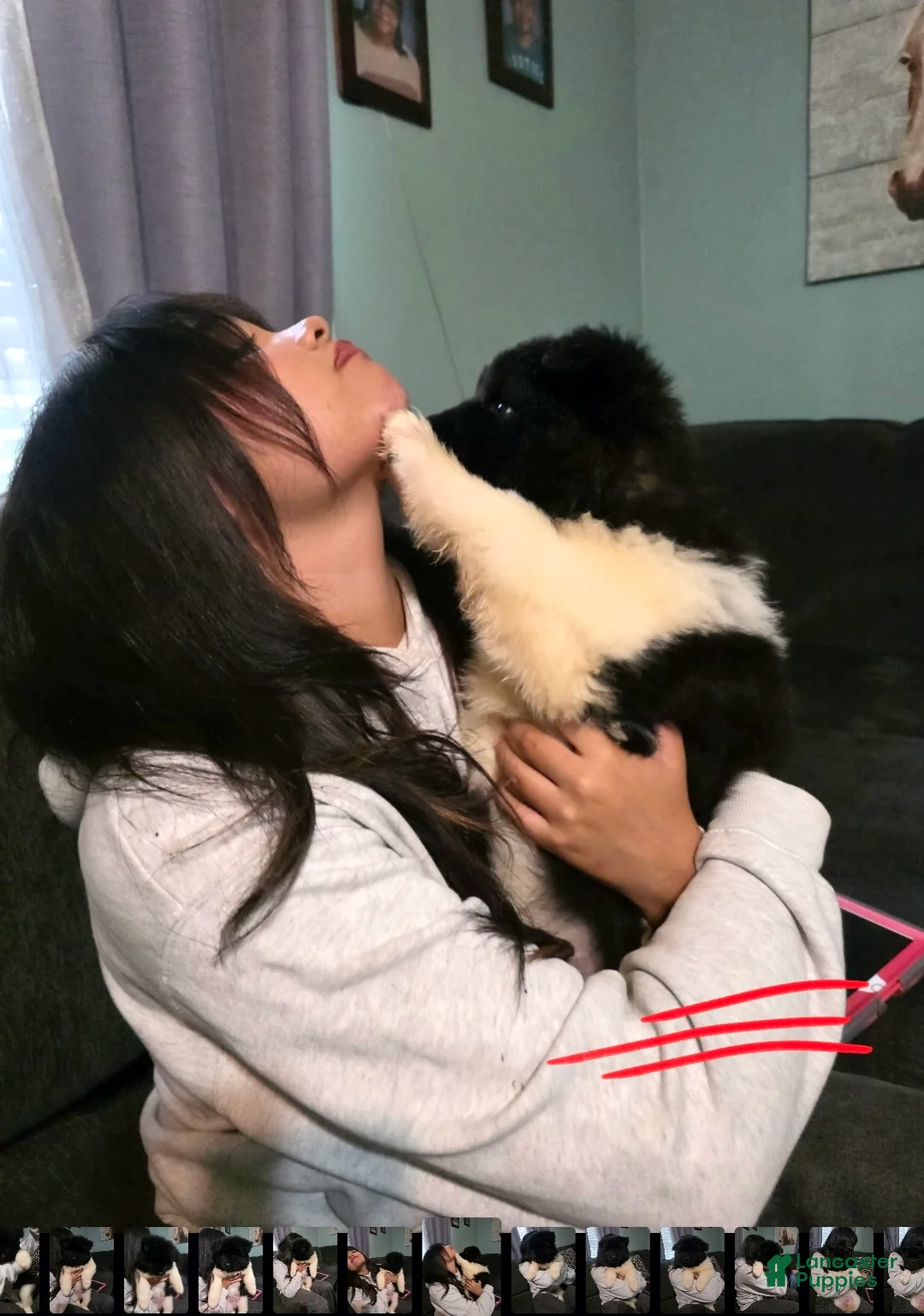 Akita dogs for sale: Chanel - Ad 2