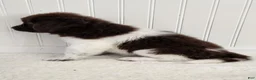Newfoundland dogs for sale: AKC Eden - Ad 10