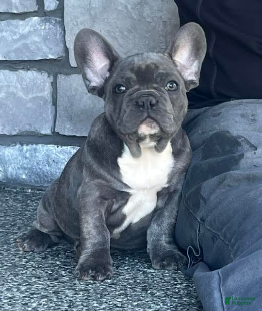 French Bulldog dogs for sale: Flint French Bulldog  - Ad 1