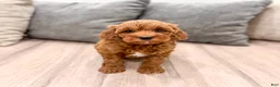 Mini Goldendoodle dogs for sale: Allie - Ad 7