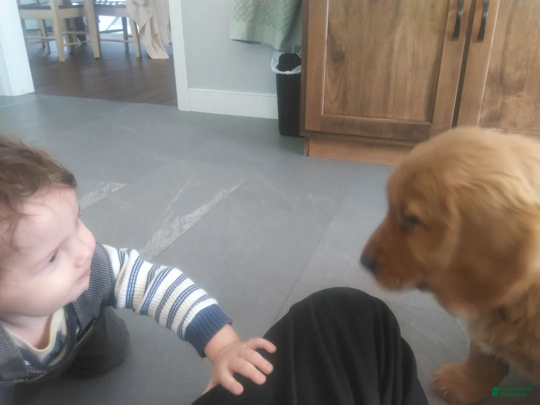 Golden Retriever dogs for sale: Wanda (gray Collar) - Ad 2