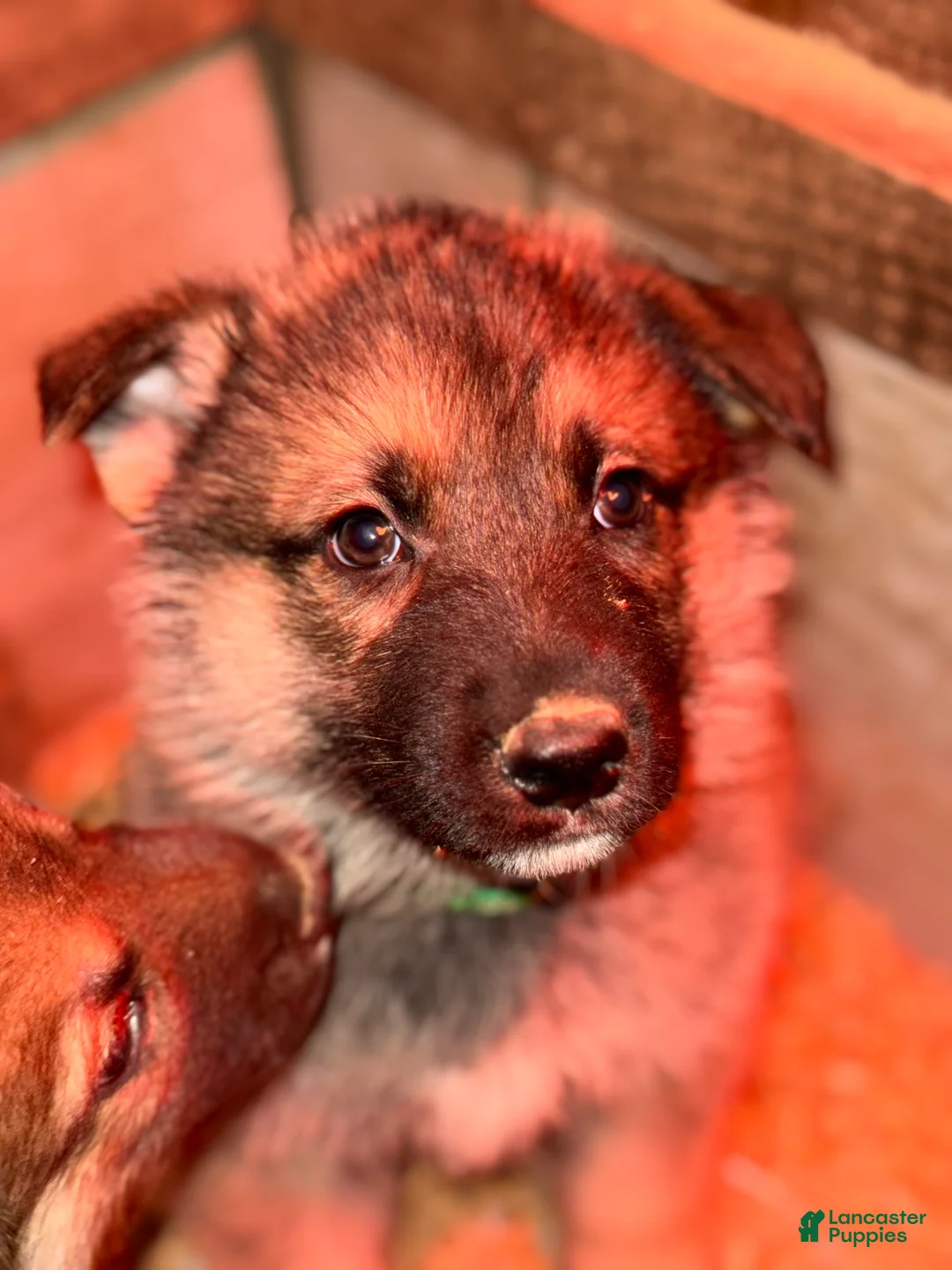 Gerberian Shepsky dogs for sale: Draco - Ad 4