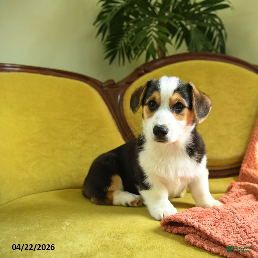 Welsh Corgi Pembroke dogs Tigger - Ad 2