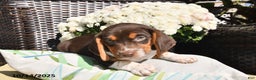 Beagle dogs for sale: Ruby - Ad 2
