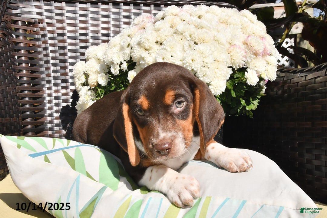 Beagle dogs for sale: Ruby - Ad 2