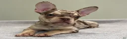 French Bulldog dogs for sale: Shelly - Ad 4
