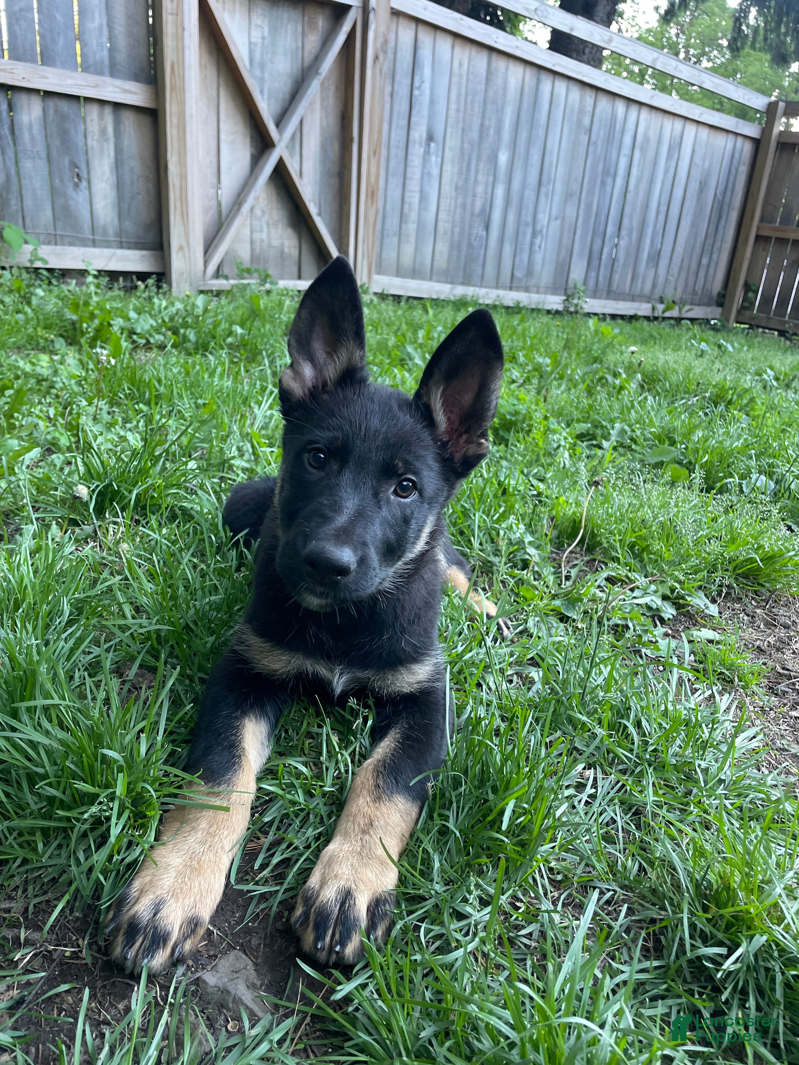 German Shepherd dogs Collar Tan  - Ad 1