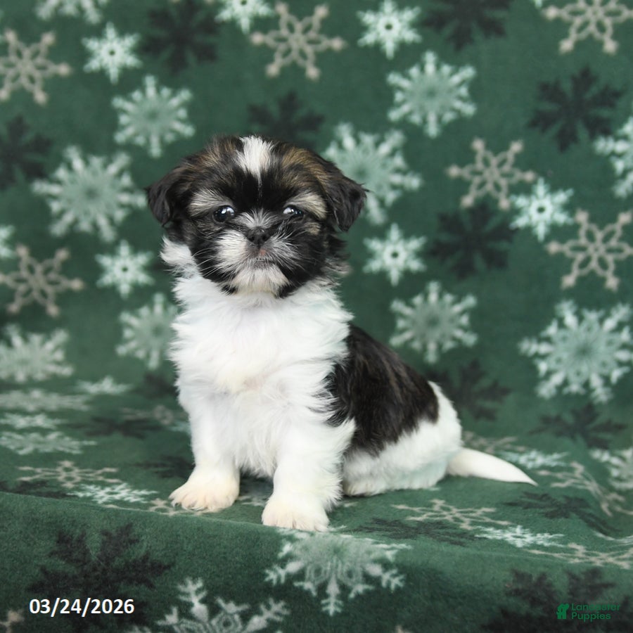 Shih Tzu dogs Tiny - Ad 1