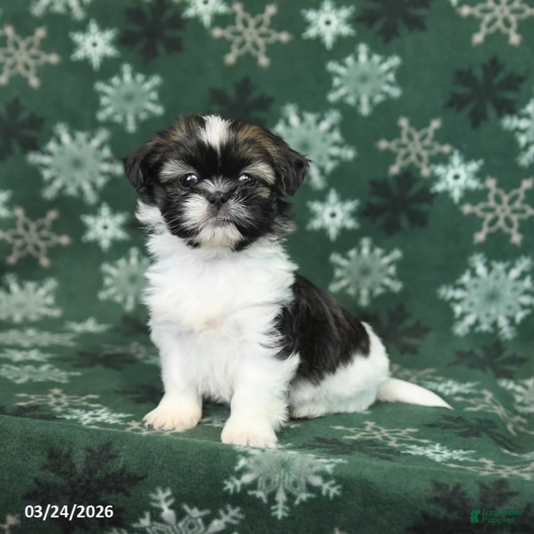 Shih Tzu dogs for sale: Tiny - Ad 1