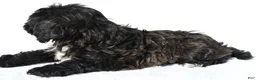 Shihpoo dogs for sale: Roxy - Ad 2