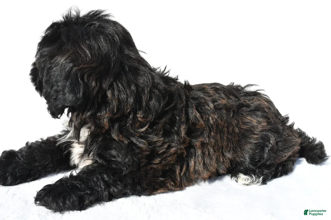 Shihpoo dogs for sale: Roxy - Ad 2