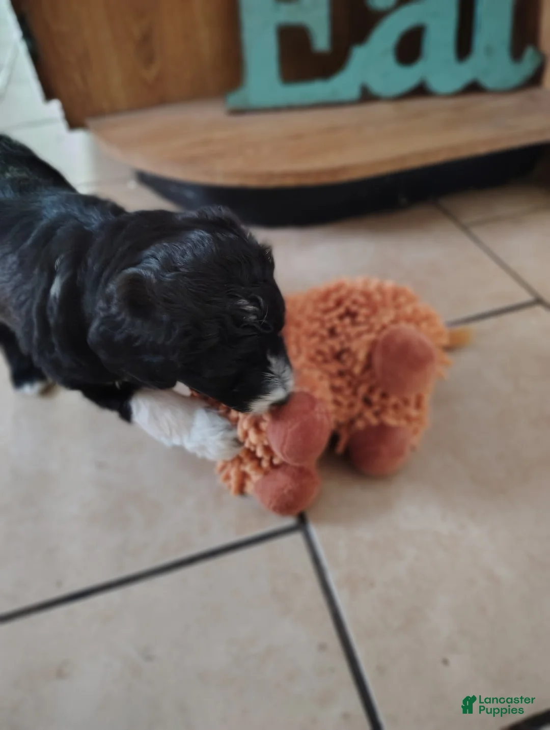 Aussiedoodle dogs for sale: Socks  - Ad 2