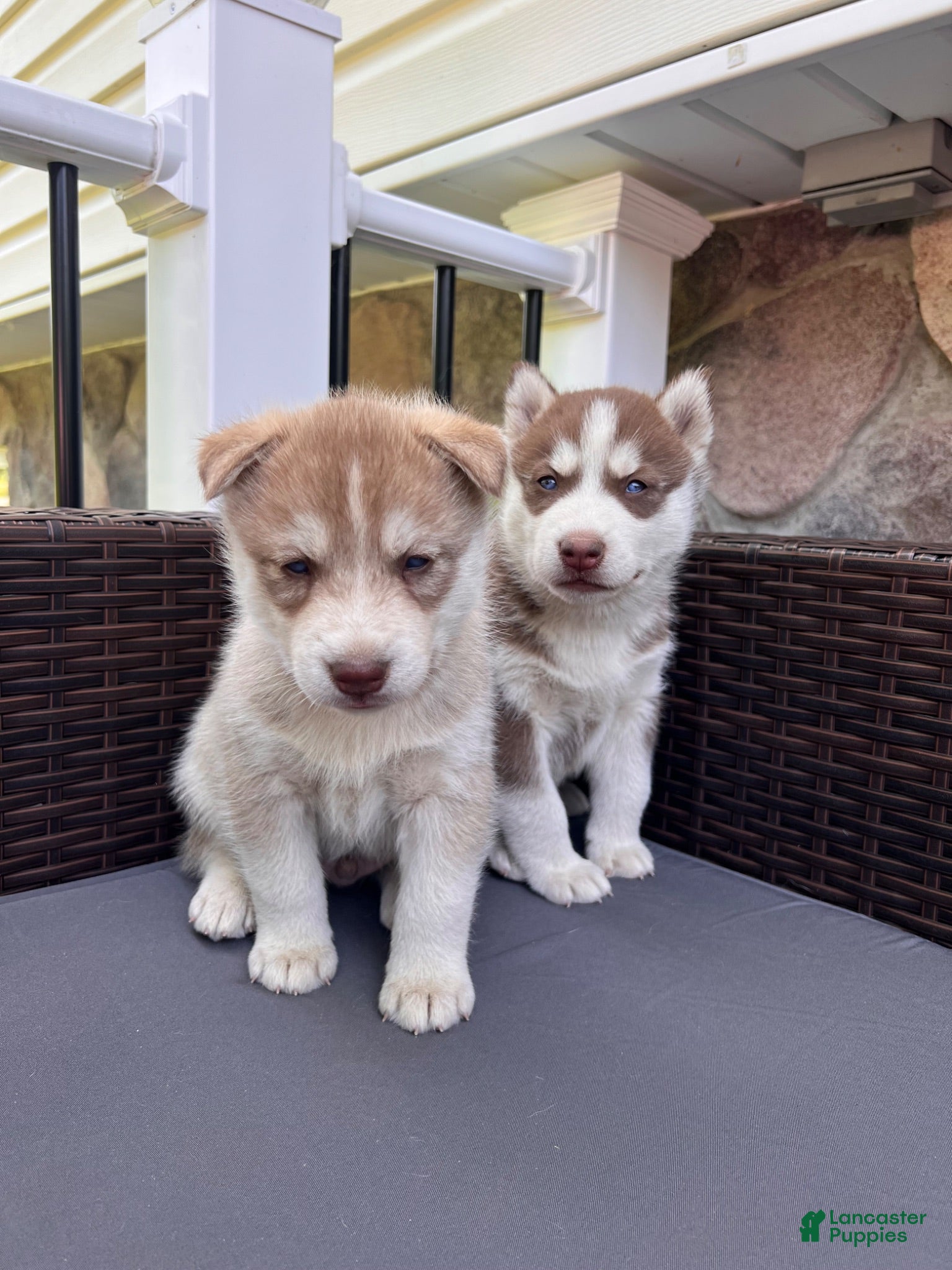 Siberian Husky dogs Max  - Ad 2