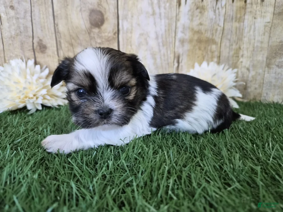 Shorkie dogs for sale: Cowboy - Ad 5