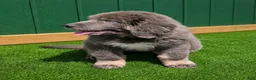 Tibetan Mastiff dogs for sale: Tibetan Mastiff 4 - Ad 3