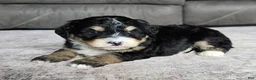 Mini Bernedoodle dogs for sale: Mini Willow - Ad 9