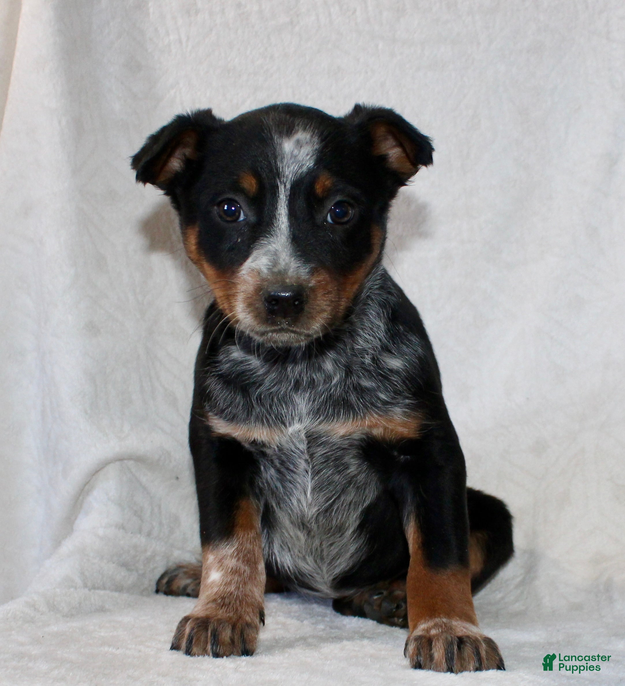 Australian Cattle Dog dogs Lexi - Ad 5