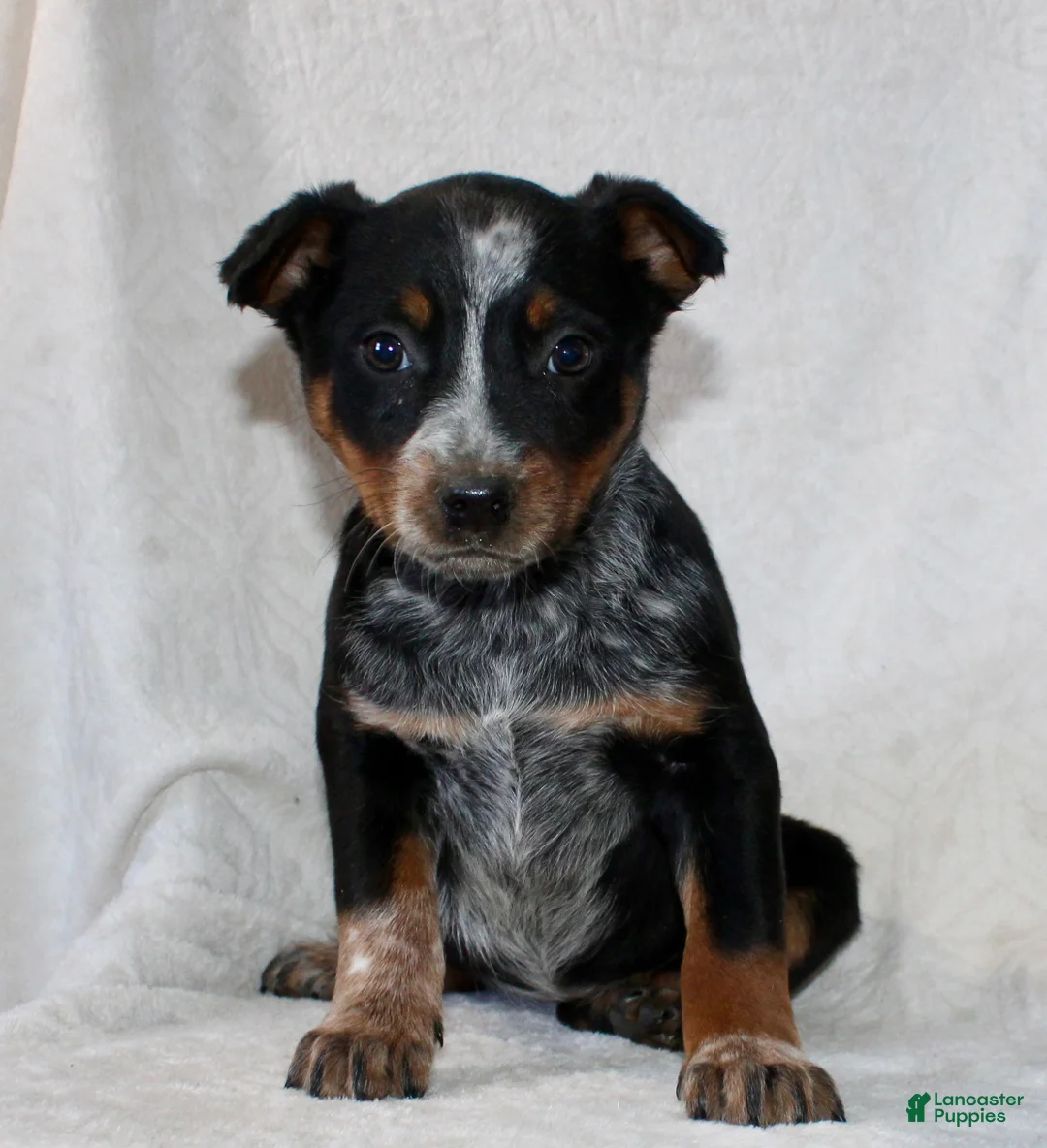 Australian Cattle Dog dogs for sale: Lexi - Ad 1