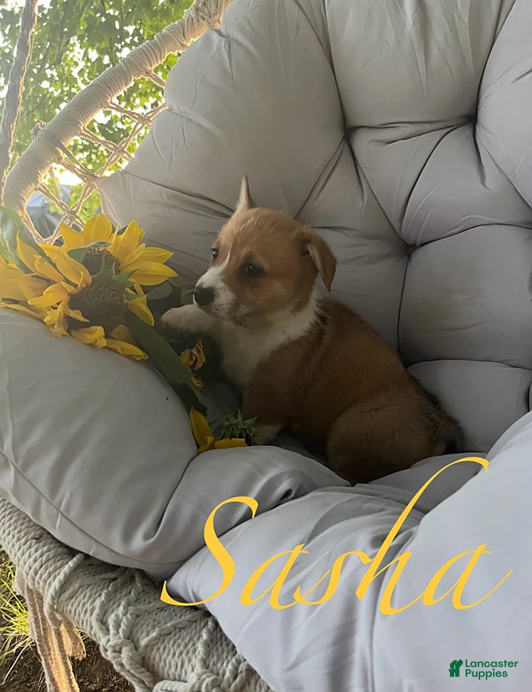 Welsh Corgi Pembroke dogs for sale: Sasha - Ad 3