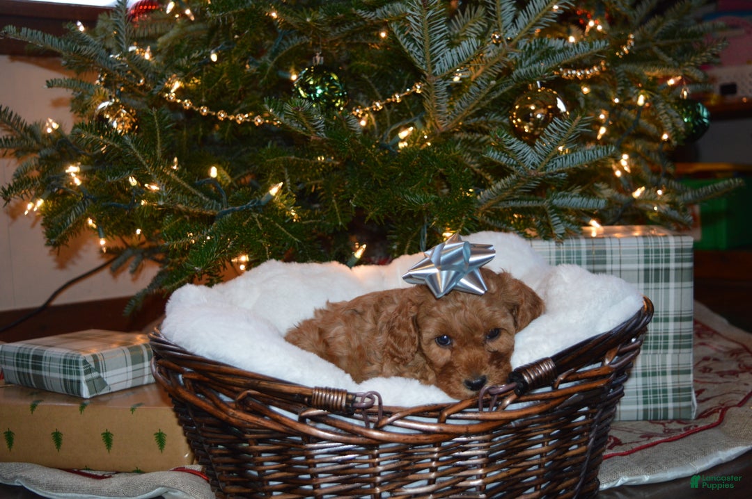 Cavapoo dogs for sale: Angel - Ad 2