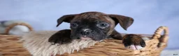 Boxer dogs for sale: Striker - Ad 15