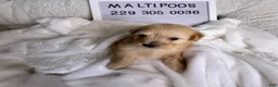 Maltipoo dogs for sale: Pardi - Ad 1